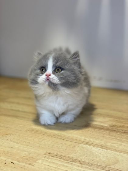 แมวมันช์กิ้น ขาสั้น รูปที่ 6