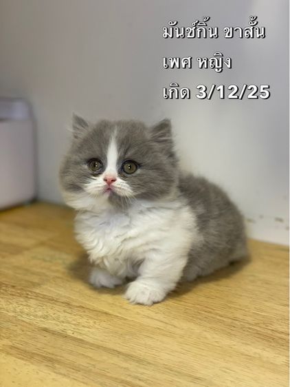 แมวมันช์กิ้น ขาสั้น