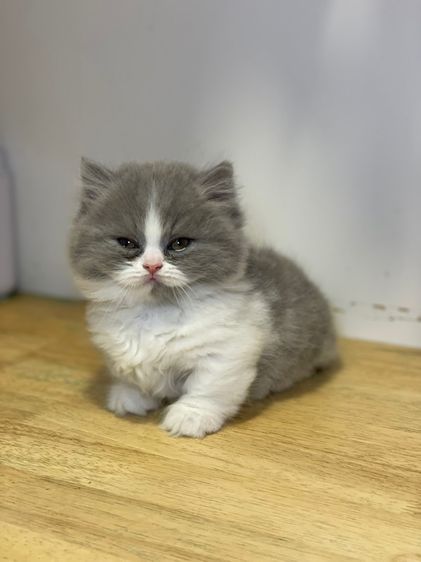 แมวมันช์กิ้น ขาสั้น รูปที่ 2