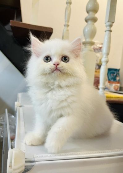 แมวเปอร์เซียขี้อ้อนสีขาว