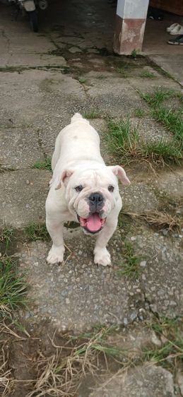 English Bulldog แท้แม่พันธุ์สาว ตอนนี่ผสมแล้ววันที่29ม.ค.2026 รูปที่ 3