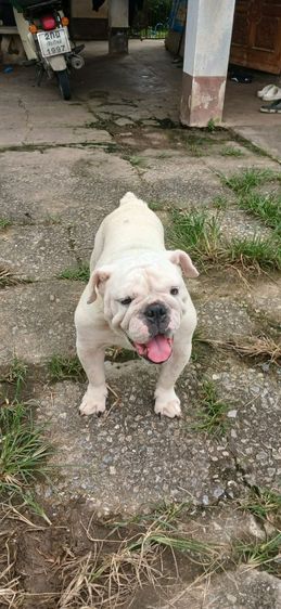 English Bulldog แท้แม่พันธุ์สาว ตอนนี่ผสมแล้ววันที่29ม.ค.2026 รูปที่ 2