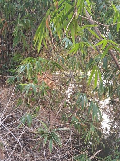 ใช่ ขายที่ดินทำเลดี รูปที่ 2