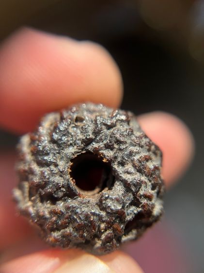 ตะกรุดพิสมรใบบานบังปืน (มีสินค้าหลายรายการกดเข้ามาดูในโปรไฟล์ได้เลยครับ)