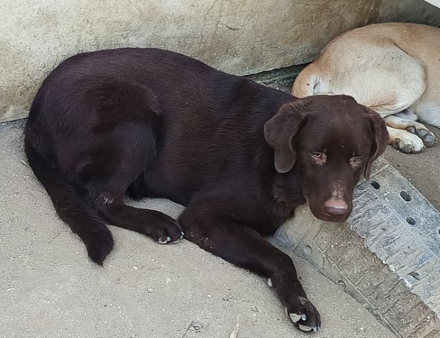 ลาบราดอร์ (Labrador) ใหญ่ ลาบาดอร์แท้1ปี