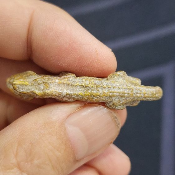 จรเข้ขี่ปลัดขิกเนื้อชินทอง กรุลําพูน ส่งฟรีทั่วไทย รูปที่ 5