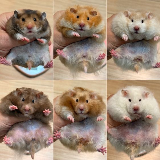 แฮมสเตอร์ไจแอนท์ Syrian Hamster รูปที่ 8
