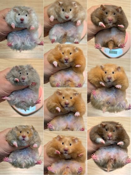 แฮมสเตอร์ไจแอนท์ Syrian Hamster รูปที่ 6