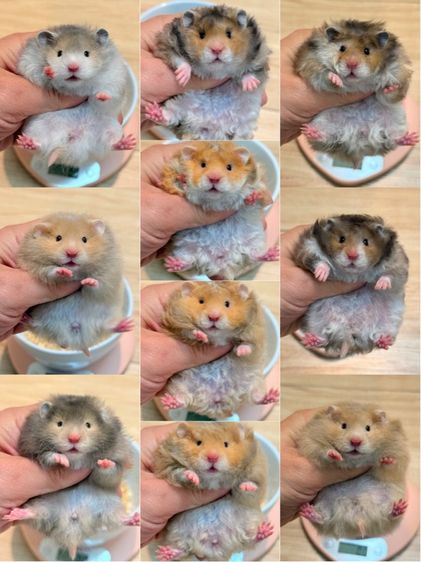 แฮมสเตอร์ไจแอนท์ Syrian Hamster รูปที่ 5