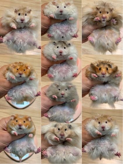 แฮมสเตอร์ไจแอนท์ Syrian Hamster รูปที่ 3