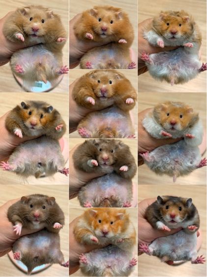 แฮมสเตอร์ไจแอนท์ Syrian Hamster รูปที่ 7