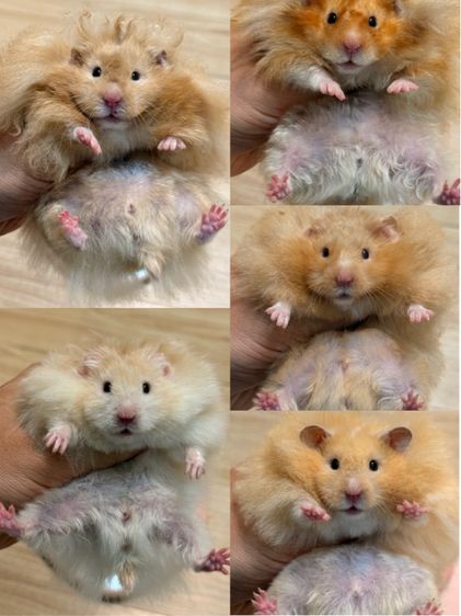 แฮมสเตอร์ไจแอนท์ Syrian Hamster รูปที่ 4