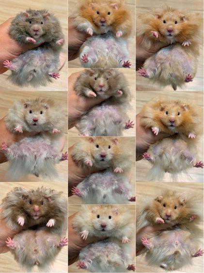 แฮมสเตอร์ไจแอนท์ Syrian Hamster รูปที่ 2