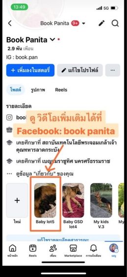 ลูกสุนัขเยอรมันเชพเพิร์ด (อัลเซเชี่ยน สุนัขตำรวจ) ว่าง ตัวเมีย 1 ตัวสุดท้าย รูปที่ 5