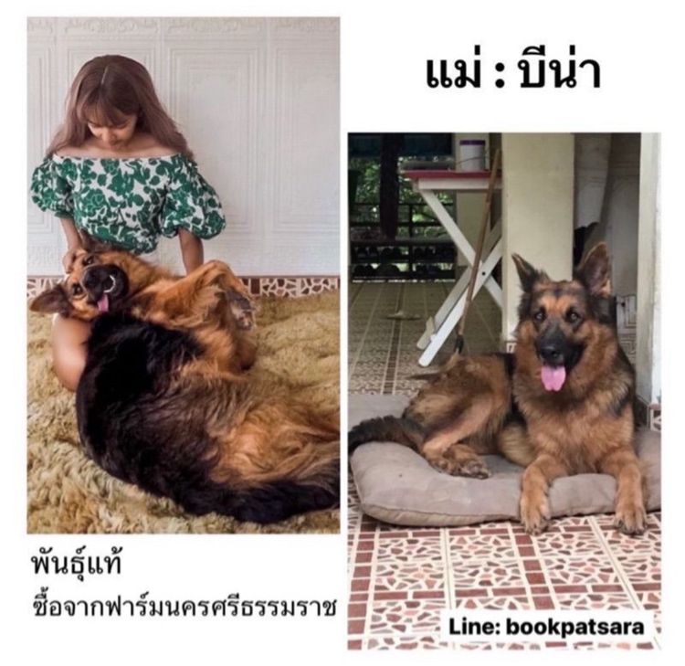 ลูกสุนัขเยอรมันเชพเพิร์ด (อัลเซเชี่ยน สุนัขตำรวจ) ว่าง ตัวเมีย 1 ตัวสุดท้าย รูปที่ 3
