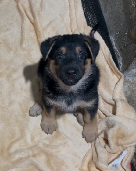 ลูกสุนัขเยอรมันเชพเพิร์ด (อัลเซเชี่ยน สุนัขตำรวจ) ว่าง ตัวเมีย 1 ตัวสุดท้าย รูปที่ 10