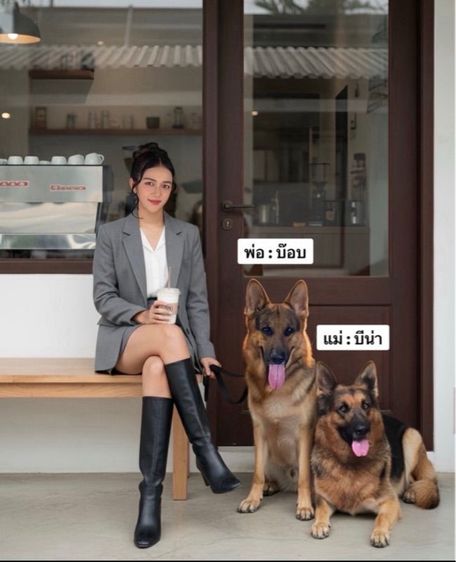 ลูกสุนัขเยอรมันเชพเพิร์ด (อัลเซเชี่ยน สุนัขตำรวจ) ว่าง ตัวเมีย 1 ตัวสุดท้าย รูปที่ 2