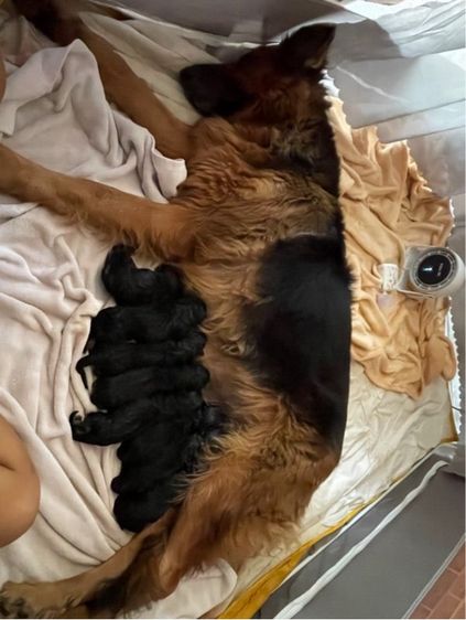 ลูกสุนัขเยอรมันเชพเพิร์ด (อัลเซเชี่ยน สุนัขตำรวจ) ว่าง ตัวเมีย 1 ตัวสุดท้าย รูปที่ 8