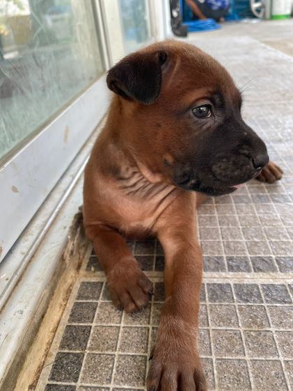 ไทยหลังอานลายเสือ รูปที่ 2