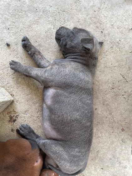 ไทยหลังอานลายเสือ รูปที่ 18