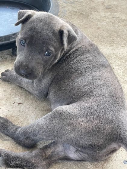 อื่นๆ กลาง ไทยหลังอานลายเสือ