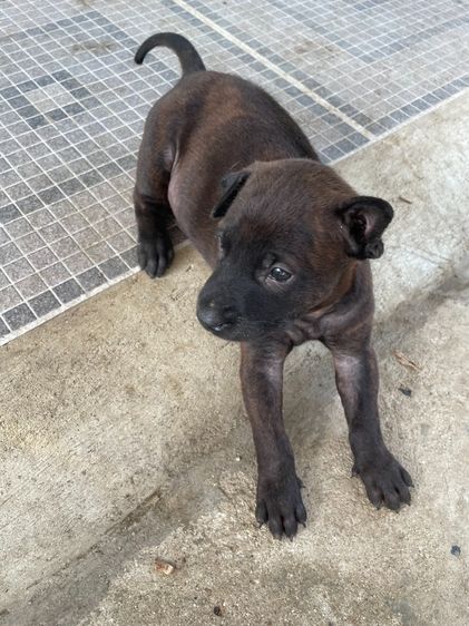 ไทยหลังอานลายเสือ รูปที่ 5