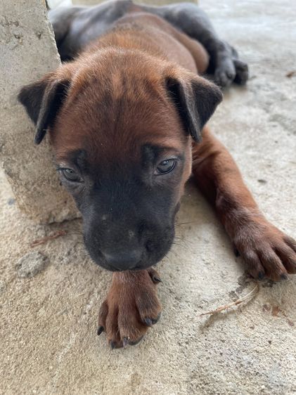 ไทยหลังอานลายเสือ รูปที่ 13