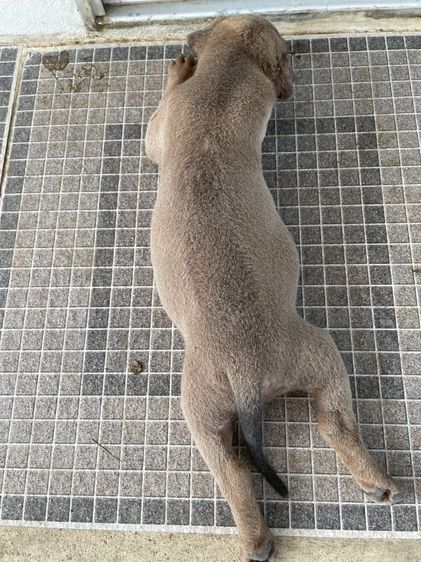 ไทยหลังอานลายเสือ รูปที่ 12