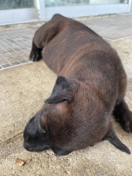 ไทยหลังอานลายเสือ รูปที่ 6