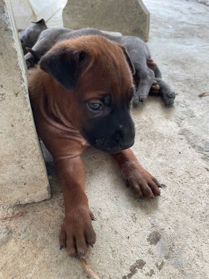 ไทยหลังอานลายเสือ รูปที่ 10