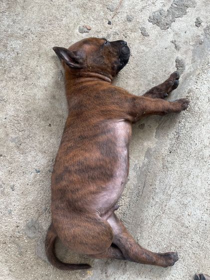 ไทยหลังอานลายเสือ รูปที่ 16