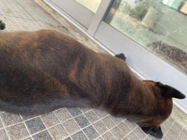 ไทยหลังอานลายเสือ รูปที่ 15