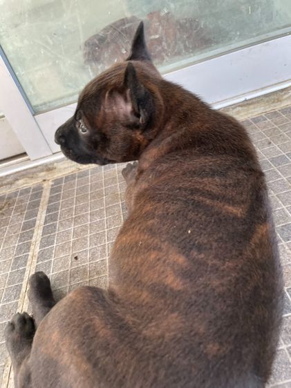 ไทยหลังอานลายเสือ รูปที่ 14