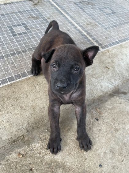 ไทยหลังอานลายเสือ รูปที่ 4