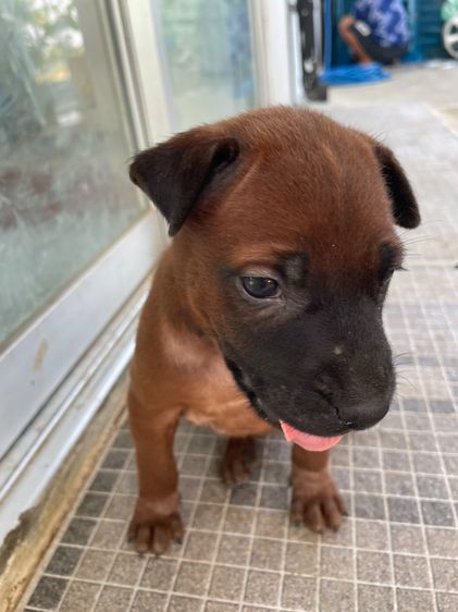 ไทยหลังอานลายเสือ รูปที่ 8