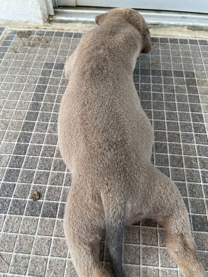 ไทยหลังอานลายเสือ รูปที่ 11