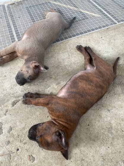 ไทยหลังอานลายเสือ รูปที่ 7