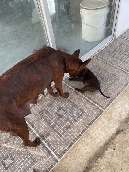 ไทยหลังอานลายเสือ รูปที่ 9