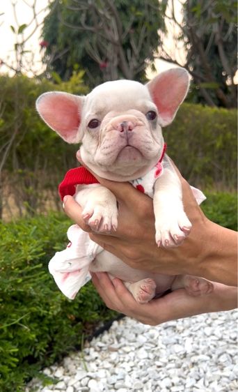  เฟรนช์ บลูด็อก สีเมอพาย รูปที่ 2