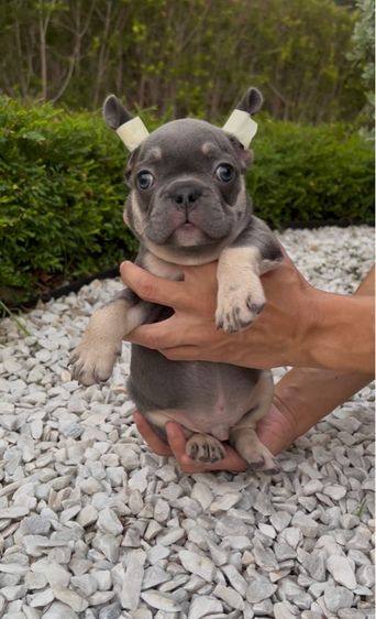  เฟรนช์ บลูด็อก สีไลแล็ค