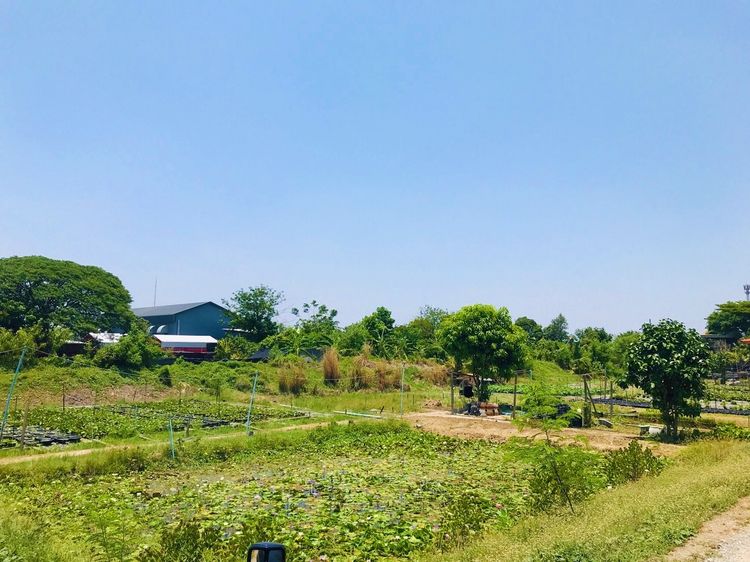 ขายที่ดินบางใหญ่ นนทบุรี 9 ไร่ ใกล้คลองประปามหาสวัสดิ์ ถนนกาญจนาภิเษก เซ็นทรัลเวสต์เกต มอเตอร์เวย์บางใหญ่กาญจนบุรี รูปที่ 4