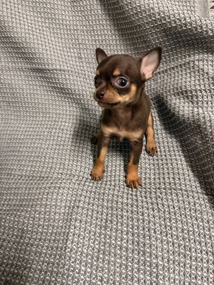 ชิวาว่า รูปที่ 3