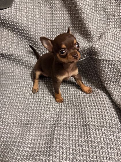 ชิวาว่า