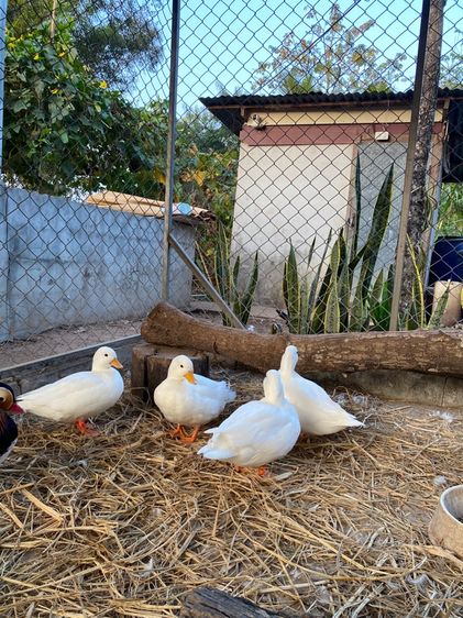 เป็ดคอลดั๊ก พ่อแม่พันธุ์ รูปที่ 5