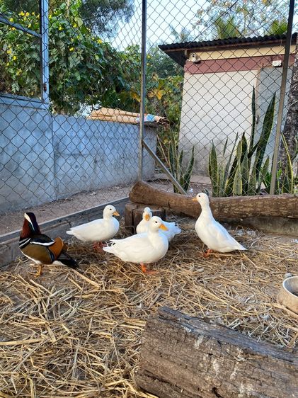 เป็ดคอลดั๊ก พ่อแม่พันธุ์ รูปที่ 7