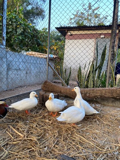 เป็ดคอลดั๊ก พ่อแม่พันธุ์ รูปที่ 6