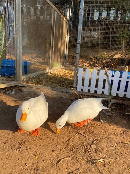 เป็ดคอลดั๊ก พ่อแม่พันธุ์ รูปที่ 15