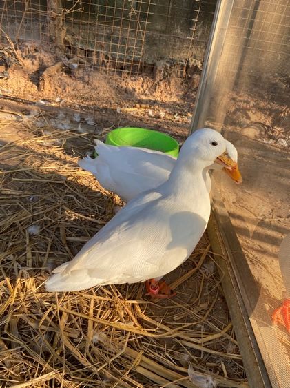 เป็ดคอลดั๊ก พ่อแม่พันธุ์ รูปที่ 11