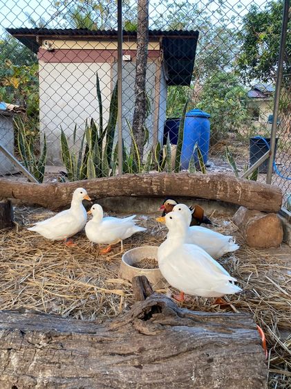 เป็ดคอลดั๊ก พ่อแม่พันธุ์ รูปที่ 8