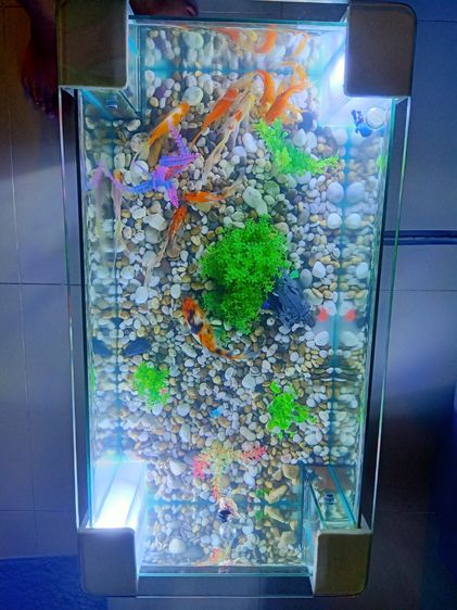 ตู้ปลา รูปที่ 7